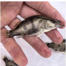 鳜鱼苗桂花鱼苗淡水养殖食用翘嘴鳜大眼鳜斑鳜鱼肉食活体红纹鳜鱼 鳜鱼苗7-9厘米20条送10%防损 晒单实拍图