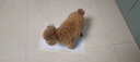 爱丽思宠物尿垫狗狗猫咪尿片尿不湿狗厕所尿布 M码44片装44*59cm 实拍图