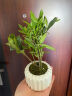 八芽小叶栀子花盆栽开花植物室内桌面茶几好养花卉绿植办公室净化空气 小叶栀子花-陶瓷竖纹盆 带盆栽好 实拍图