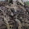 漫生活发酵松树皮腐熟0.9-1.2cm约5斤蝴蝶兰松鳞树皮植料石斛兰花营养土 实拍图