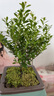 小叶赤楠盆景植物办公花卉基地直销批发绿植盆栽室内摆件花卉绿植 赤楠+方形山水盆+苔藓+底座 实拍图