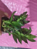 绿有意步步高观音竹富贵荷花竹水养土培盆栽室内桌摆植物吸甲醛水培植物 荷花竹5支【早安盆】 含盆 实拍图