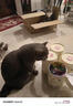 麦富迪 猫粮猫零食猫湿粮猫条猫罐头barf霸弗生骨肉喂养尝鲜包542g 实拍图
