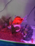 优鱼若宠金鱼活体 观赏鱼 好养冷水鱼 淡水活鱼 小型小金鱼宠物活体鱼 4-5cm随机混色泰狮6+1条防损 实拍图