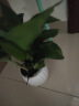 【绿萝盆栽带精致南瓜储水盆】吸甲醛净化空气水培绿植物花卉好养 【爆款2盆】绿萝+白色南瓜盆自吸水 整体含盆高度20-25cm 实拍图