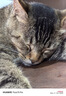 普安特宠物猫咪驱虫药驱虫体内体外驱虫跳蚤犬虱非泼罗尼爱滴克套装 实拍图