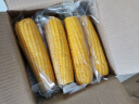 佳农 东北黄糯玉米棒8袋*220g 软糯香甜 真空锁鲜 源头直发 礼盒包邮 实拍图
