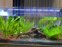 森森（SUNSUN） 鱼缸过滤棉加厚生化棉水族箱过滤器白棉过滤材料 黑色45*45*2cm生化棉（可培菌） 实拍图
