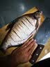 小凤仙纳米高灵敏变色龙碎目鱼漂加粗醒目浅水鲫鲤漂野钓综合浮漂 全能综合/铅约2-2.3克[小加粗] 2号漂 实拍图