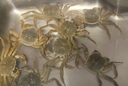 【活蟹】漁家师傅大闸蟹2-2.3两6只去绳足重鲜活螃蟹六月黄现货生鲜水产礼盒源头直发 实拍图