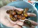 2025新鲜知了猴肉禽菜肴活体金蝉鲜冻蚕大个蝉蛹龟知了爬叉猴特产 【京选中号金蝉】50只现抓现发 实拍图