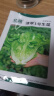北蔬 生菜种子苗四季种生吃耐热耐抽薹菜籽 速翠1号生菜种子约5000粒 实拍图