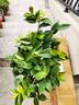 盆栽茶花苗 山茶花苗绿植花卉盆栽四季好养茶花树苗盆栽耐寒花卉观花植物室内花卉绿植开花不断 不含盆 十八学士 7年苗树形美分叉多 实拍图