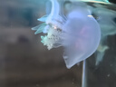 水母活物运输包活方杯发光小赤月水母学生宿舍好养活体海洋小宠物 方杯发光套餐（送两只小赤月） 实拍图