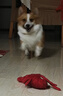 多尼斯（DOGNESS）狗狗牵引绳项圈P链拴遛狗绳中大型犬柯基拉布拉多柴犬萨摩耶 灰L 实拍图