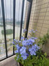 蓝雪花苗盆栽大苗带花苞阳台植物好养的花卉四季开花不断天竺葵鲜 蓝雪花小苗20-25厘米高一盆（原盆土栽好） 实拍图