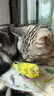 冠能猫粮成猫猫粮三文鱼味2.5kg 全价猫粮 稳固免疫 适口性强 实拍图