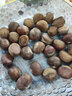 亨迅丹东板栗新鲜生栗子2025年生板栗应季时令蔬菜 1斤尝鲜 净重 0.8斤 实拍图