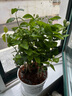 【雅之典】重瓣茉莉花盆栽室内观花植物四季好养带花苞开花不断绿植 茉莉花6年苗【特大号螺纹盆】 好养活 实拍图
