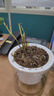 薄荷教室植物盆栽留兰香驱蚊好养活植物绿植阳台四季常青盆栽好养 薄荷+透明吸水盆 晒单实拍图