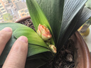 摩多狼（MOTOWOLF）摩托车风镜头盔护目镜防护复古哈雷越野机车骑行镜防风防晒防尘 实拍图