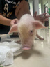 暮秋小主【猪猪侠同款】宠物小香猪活体幼崽家养纯种迷你猪活物可爱萌宠 暹罗粉红猪（公） 实拍图