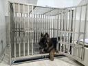金百特 【不锈钢狗笼子】 金毛狗笼子中大型犬狗笼子宠物狗狗笼子狗屋高档狗别墅 长126*90*110CM-配6轮 实拍图