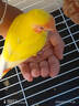 豪蚨鹦鹉雏半毛活体宠物观赏玄凤雏鸟牡丹小太阳活物亲人上手幼鸟豪蚨 黄桃牡丹半毛雏鸟1只 实拍图