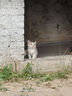 亿迪 猫粮冻干鸡肉全价成猫幼猫蓝猫英短橘猫加菲美短全阶段通用粮8斤 实拍图