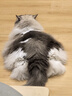 伟嘉成猫猫粮 夹心粮10kg牛肉味全价猫粮 亮毛均衡营养布偶蓝猫猫粮 实拍图