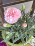 康乃馨盆栽花苗带花苞室内阳台庭院花卉绿植鲜花好养四季开花不断 康乃馨带花苞【水粉色】 不含盆 实拍图