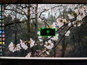 绿联DP线2.1版16K60Hz8K240HzDisplayPort 4K高清80G适用电脑显卡接显示器连接线1.5米兼容1.4 45446 实拍图