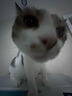 帕特猫条猫零食飞鱼籽猫条猫咪补水解馋猫零食湿粮混合装10g*120支# 实拍图