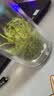平利绞股蓝【正宗】平利绞股蓝龙须茶无糖养生茶饮绞股蓝茶叶 甄选五叶甘味绞股蓝龙须 100g*1罐 实拍图