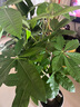 植男植女发财树大棵盆栽客厅落地室内大型绿植物办公室好养绿植开业招财树 实拍图