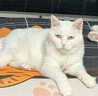 最宠（Paddy Time）猫零食猫条混合味900g 宠物营养成幼猫咪湿粮流质零食品补水发腮 实拍图