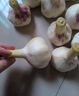 新鲜干蒜即食水果大蒜蔬菜小龙虾生蚝调料蒜 新干蒜大蒜3斤含箱 实拍图