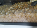 松宝（松宝）鱼缸底砂黄金砂适用小米鱼缸造景底沙天然水晶沙石头 5斤 实拍图