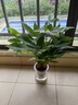 发财树盆栽大植物室内办公室桌面客厅小盆景招财树苗绿植花卉盆栽 三杆发财树 5-8cm【透明储水盆】 【送肥料】 实拍图
