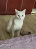 LEGENDSANDY蓝氏全价猫粮成猫幼猫生骨肉冻干粮猎鸟乳鸽系列猎原乌鸡1.5kg 实拍图