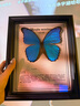 大蓝闪蝶标本【真蝴蝶标本】稀有进口天堂凤蝶摆件 大蓝闪蝶 10寸框 实拍图