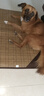 贝尼宠狗垫子睡垫夏季小型中型犬通用狗窝猫狗狗凉席垫 猫狗凉席加棉咖色XL82x60适60斤 实拍图