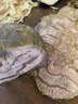 鲜羊官 国产牛腱子内蒙古整条原切黄牛肉低脂健身生鲜草饲牛肉 火锅食材 金钱腱1500g 实拍图