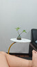八芽盆栽小盼菩提树植物室内禅意盆景办公室桌面好养绿植源头直发包邮 双杆发财树-小蓝瓶-含紫砂托盘 实拍图