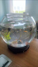 团圆月办公室小鱼缸加厚透明玻璃乌龟缸客厅家用桌面圆形迷你小型金鱼缸 20CM圆球+彩石6件套 实拍图