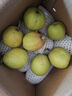 京地达新疆库尔勒香梨子水果净重8斤单果100g+源头直发包邮 实拍图