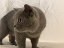 Orijen渴望猫粮 成猫幼猫干粮 全价通用无谷原味鸡肉进口1.8kg效期26/1 实拍图