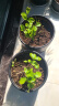 开时果 茉莉花盆栽浓香型 桌面绿植物阳台花卉树苗盆景摆件源头直发包邮 精品茉莉花5-10株【原生盆】 实拍图