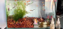 派乐特鱼缸滤材水族箱底砂龟多肉装饰造景摆件增色降酸水质火山石岩1kg 实拍图