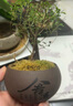 开时果 小叶赤楠盆景摆件 办公室桌面绿植花卉好养盆栽植物源头直发包邮 【热销款】舍得紫砂盆+苔藓+底座 实拍图